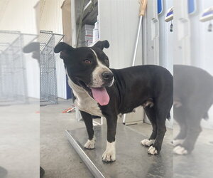 Mutt Dogs for adoption in Bakersfield, CA, USA