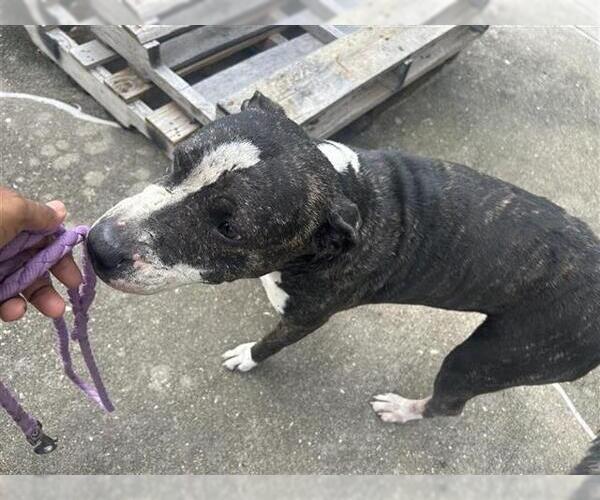 Medium Photo #1 American Pit Bull Terrier Puppy For Sale in Houston, TX, USA