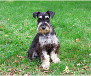 Schnauzer (Miniature) Puppy for sale in SYRACUSE, IN, USA