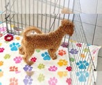 Amber - Female Cavapoo mix (+ Poodle Miniature) Puppy for Sale - Photo #13