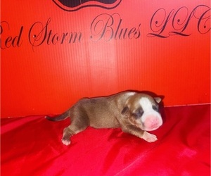 Medium American Bully