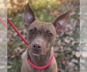 Mutt Dogs for adoption in Yardley, PA, USA