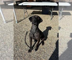 Treeing Walker Coonhound Dogs for adoption in Palmetto, FL, USA