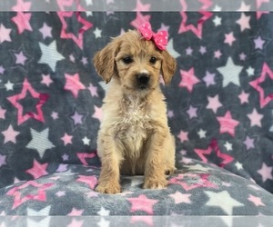 Goldendoodle Puppy for sale in LAKELAND, FL, USA