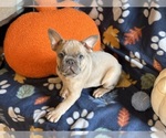 Small #5 French Bulldog
