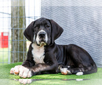 Small #10 Great Dane