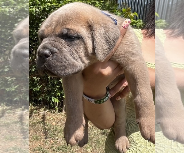 Medium Photo #9 Cane Corso Puppy For Sale in LIBERTY, NC, USA