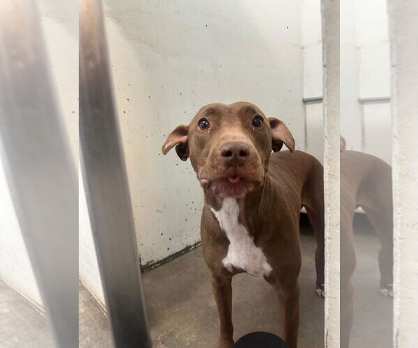 Medium Photo #1 Labrador Retriever-Unknown Mix Puppy For Sale in Princeton, MN, USA