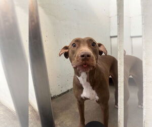 Labrador Retriever-Unknown Mix Dogs for adoption in Princeton, MN, USA