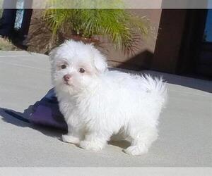 Maltipoo Puppy for sale in CASA GRANDE, AZ, USA