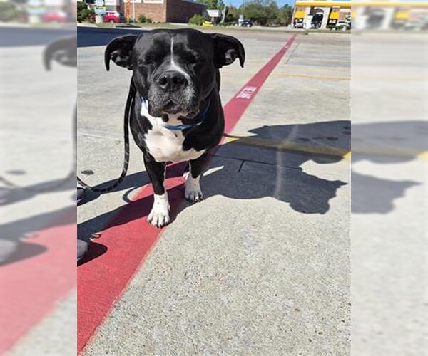 Medium Photo #1 American Pit Bull Terrier Puppy For Sale in Houston, TX, USA