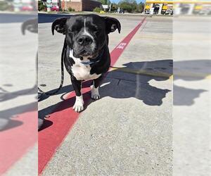 American Pit Bull Terrier Dogs for adoption in Houston, TX, USA