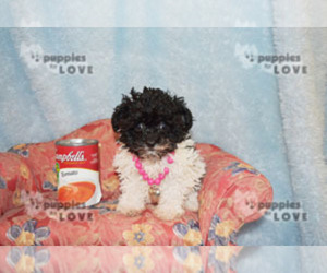 Poodle (Toy) Puppy for sale in SANGER, TX, USA