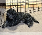 Small ShihPoo