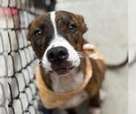 Small American Pit Bull Terrier Mix