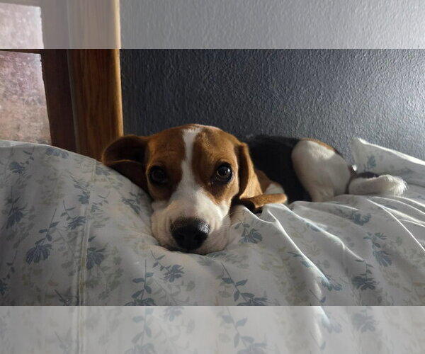 Medium Photo #3 Beagle Puppy For Sale in Crystal, MN, USA