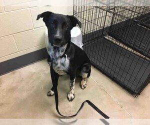 Border Collie-Unknown Mix Dogs for adoption in Norman, OK, USA