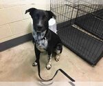 Small Border Collie Mix