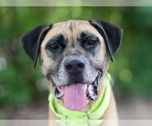 Black and Tan Coonhound-Unknown Mix Dogs for adoption in Tavares, FL, USA