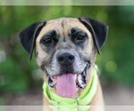 Small Black and Tan Coonhound Mix