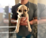Small American Bulldog