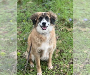 Alphie - Male Australian Shepherd-Unknown Mix Dog for Adoption - Photo #5
