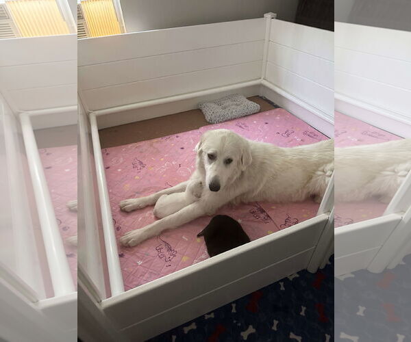 Medium Photo #20 Great Pyrenees-Unknown Mix Puppy For Sale in Houston, TX, USA