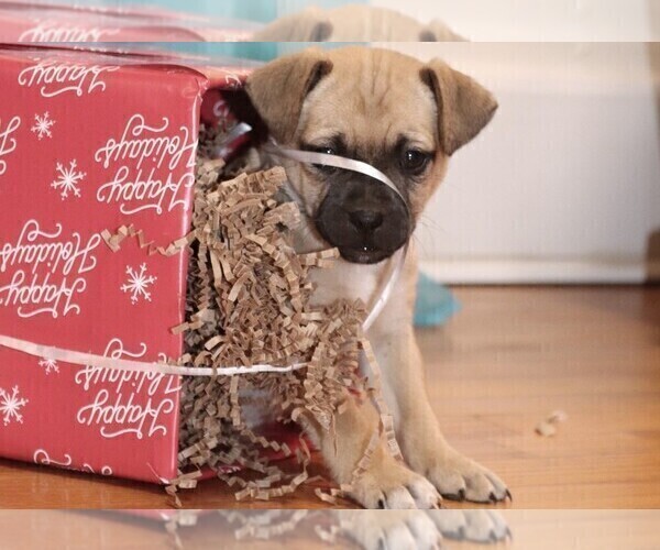 Medium Photo #1 Puggat Puppy For Sale in MEHERRIN, VA, USA