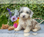 Puppy Bobby Poodle (Miniature)
