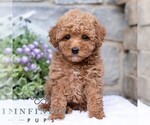 Image preview for Ad Listing. Nickname: Allie