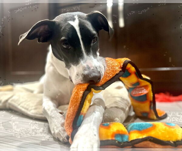 Medium Photo #6 Pointer-Unknown Mix Puppy For Sale in Westwood, NJ, USA