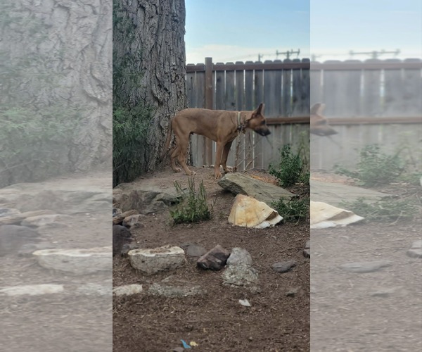 Medium Photo #10 Mutt Puppy For Sale in Sandy, UT, USA