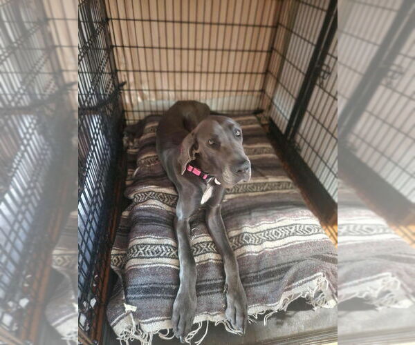 Medium Photo #3 Great Dane Puppy For Sale in Bullard, TX, USA