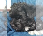 Small Photo #39 Morkie Puppy For Sale in HOLLAND, MI, USA