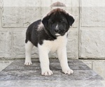 Small #2 Akita