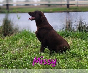 Mother of the Labrador Retriever puppies born on 03/23/2025