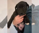 Small #5 Labrador Retriever Mix