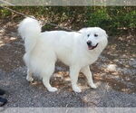 Small #15 Great Pyrenees