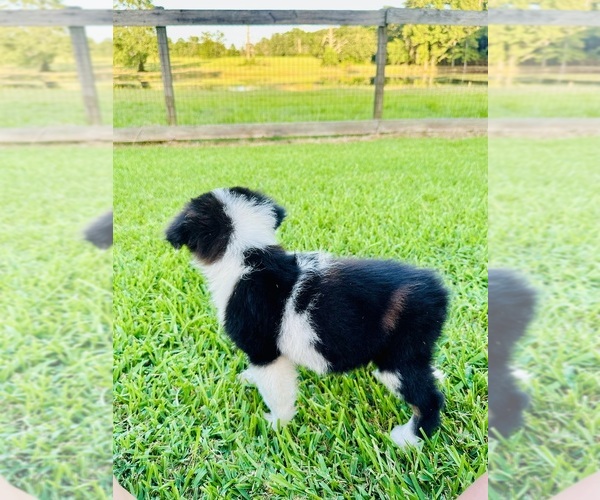 Medium Photo #6 Miniature Australian Shepherd Puppy For Sale in BELLVILLE, TX, USA