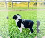 Small #5 Miniature Australian Shepherd
