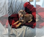 Small Photo #1 Doberman Pinscher Puppy For Sale in BRIMFIELD, IL, USA