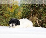Small #29 ShihPoo