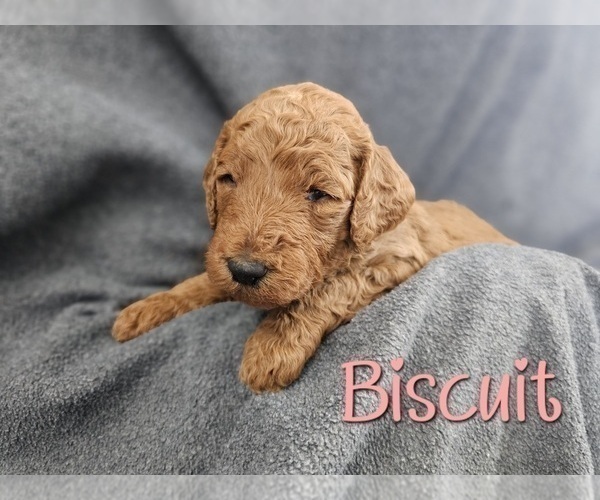 Medium Photo #4 Goldendoodle Puppy For Sale in CANYON, TX, USA