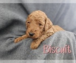 Small Photo #4 Goldendoodle Puppy For Sale in CANYON, TX, USA