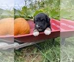 Small Photo #8 Aussiedoodle Puppy For Sale in RUSSELL, IA, USA