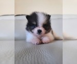 Puppy Male 2 Pomeranian
