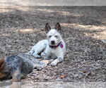 Small Mutt