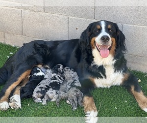 Mother of the Bernedoodle puppies born on 09/08/2023