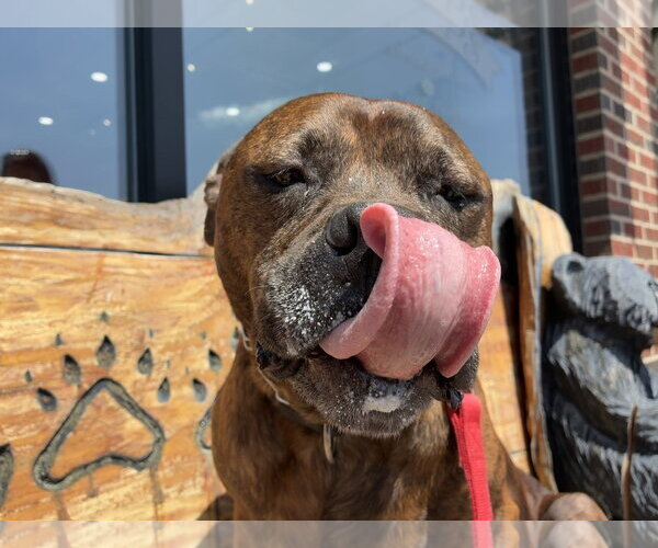 Medium Photo #3 American Pit Bull Terrier-Unknown Mix Puppy For Sale in Clarkesville, GA, USA