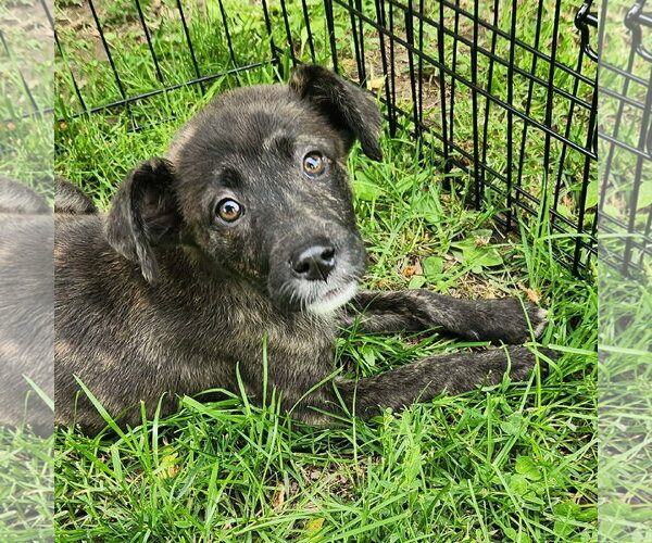 Medium Photo #2 German Shepherd Dog-Unknown Mix Puppy For Sale in SHERBURNE, NY, USA